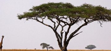 Serengeti National Park