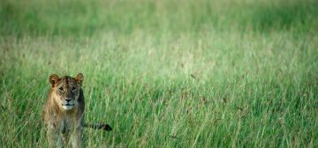 Singita Serengeti Grumeti