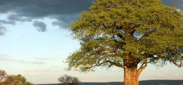 Tarangire National Park