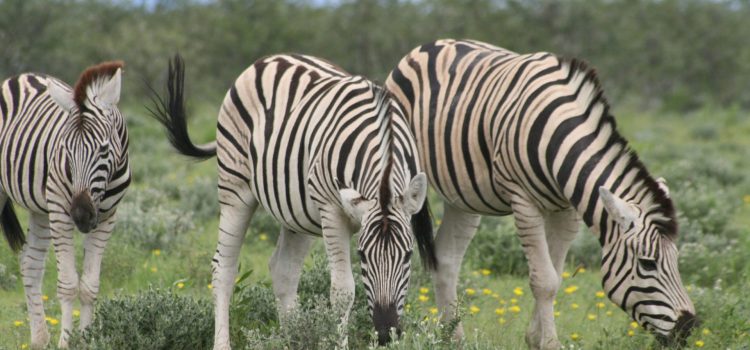 Namibia Green Season Special, 14 nights